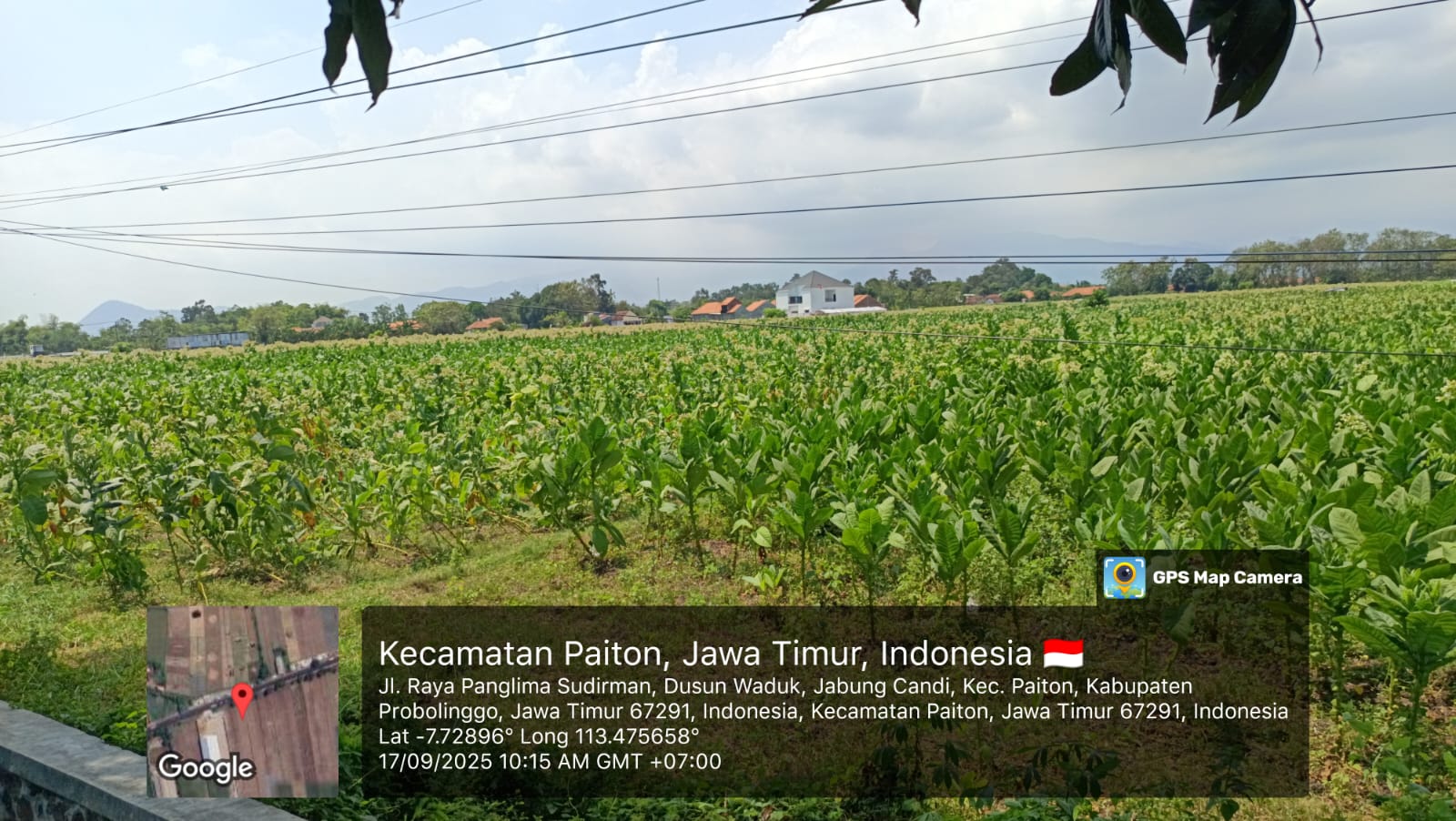 TANAH DI KAB. PROBOLINGGO - WOFF796-3 - foto 3